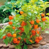 İthal Nadir Altın Çilek Tohumu Ekim Seti Kaz Üzümü Yer Çileği 5 Tohum Saksı Toprak Kombin - 4