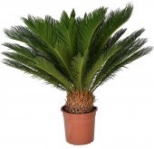 İthal Nadir Cycas Sikas Revoluta Tohum Süs Ağacı Tohumu 9 Dev Tohum - 2