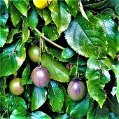 Nadir İthal Tropikal Tutku Meyvesi Tohumu Ekim Seti 3 Tohum Saksı Toprak Kombin - 4