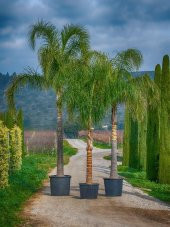 Coccos Plumosa Hindistan Cevizi ağacı Tohumu Ekim Seti 3 Tohum Saksı Toprak Kombin - 4