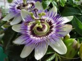 Nadir İthal Passiflora Tohumu Ekim Seti 3 Tohum Pasiflora Tohumu Saksı Toprak Kombin - 4