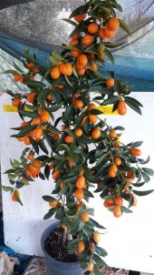 Bodur Kamkat Meyvesi Tohumu Ekim Seti 3 Tohum Kumkuat Tohumu Saksı Toprak Kombin thumbnail 4