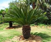 İthal Nadir Cycas Sikas Revoluta Tohum Süs Ağacı Tohumu 9 Dev Tohum - 3