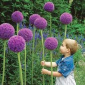 Nadir İthal Dev Allium Çiçeği Tohumu Ekim Seti 3 Tohum Saksı Toprak Kombin - 1