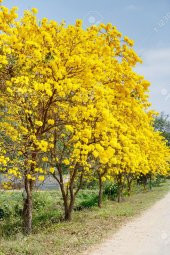 Tabebuia Ağacı Tohumu Ekim Seti 5 Tohum Saks Toprak Kombin - 2