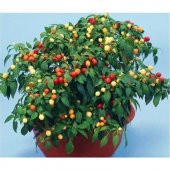 Nadir Acı Yakan Top Acı Süs Biberi Tohumu Ekim Seti 10 Tohum Saksı Toprak Kombin - 3