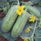 Nadir Tüylü Salatalık Tohumu 5 Adet Tohum - 1