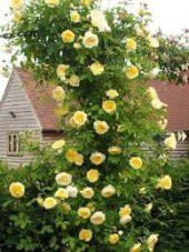 Nadir İthal Saksılık Sırık Sarmaşık Sarı Gül Tohumu 5 Tohum - 3