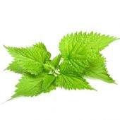 Isırgan otu Tohumu 100 Adet Tohum Yeşil Isırganotu Tohumu thumbnail 2