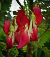 Nadir Kanada Agasta Ağacı Tohumu Ekim Seti 3 Tohum Saksı Toprak Kombin - 3