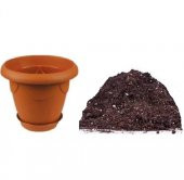 Nadir İthal Saksılık Sırık Sarmaşık Pembe Gül Tohumu Ekim Seti 5 Tohum Saksı Toprak Kombin - 4