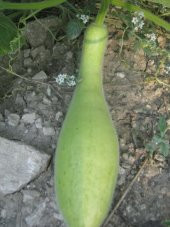 Nadir Haylan Kabağı Tohumu 3 Adet Tohum Sıyırma Kabağı Kabak Tohumu thumbnail 1