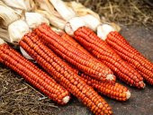 Süper Paket 100 Adet Tohum İthal Badir Turuncu Mısır Tohumu - 1