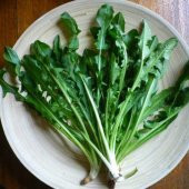 Süper Paket 2000 Adet Tohum Geleneksel Nadir Hindibağ Tohumu Hindiba - 2