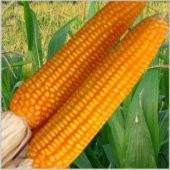 Süper Paket 100 Adet Tohum İthal Badir Turuncu Mısır Tohumu - 2