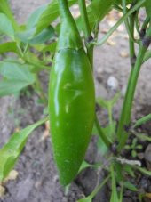 Süper Paket 100 Adet Tohum Nadir Acı Balık Biberi Tohumu Biber Tohumu - 3