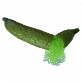 Nadir İthal Parmak Limon Tohumu 3 Adet Tohum - 3