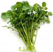 Süper Paket 1000 Adet Tohum İthal Nadir Crinkled Tere Tohumu thumbnail 1