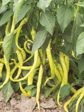 Süper Paket 400 Adet Tohum Nadir İthal Golden Ceyenne Sarı Acı Biber Tohumu - 2