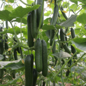 Süper Paket 100 Adet Tohum İthal Erkenci Bol Verim Sırık Salatalık Tohumu - 2