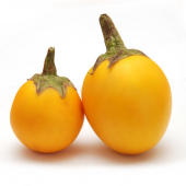 Süper Paket 150 Adet Tohum İthal Thailand Sarı Patlıcan Tohumu thumbnail 1