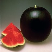 Süper Paket 300 Adet Tohum İthal Nadir Halep Karası Karpuz Tohumu Halep Karpuzu - 3