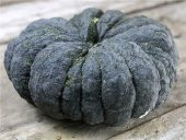 Süper Paket 100 Adet Tohum İthal Thailand Bal Kabağı Tohumu Kabak Tohumu - 3