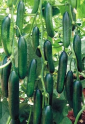 Süper Paket 100 Adet Tohum İthal Erkenci Bol Verim Sırık Salatalık Tohumu - 3