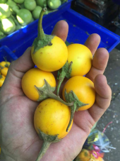 Süper Paket 150 Adet Tohum İthal Thailand Sarı Patlıcan Tohumu thumbnail 2