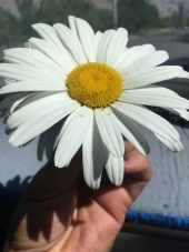 Süper Paket 150 Adet Tohum İthal Dev Papatya Tohumu Alaska Papatyası thumbnail 1