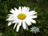 Süper Paket 150 Adet Tohum İthal Dev Papatya Tohumu Alaska Papatyası thumbnail 2