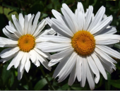 Süper Paket 150 Adet Tohum İthal Dev Papatya Tohumu Alaska Papatyası thumbnail 3