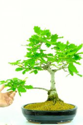 Bodur Meşe Bonzai Ağacı Ekim Seti 3 Adet Tohum Saksı Toprak Kombin - 2