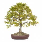 Bodur Meşe Bonzai Ağacı Ekim Seti 3 Adet Tohum Saksı Toprak Kombin - 3