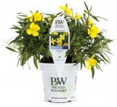 Eko Paket 150 Adet Tohum Ezan Çiçeği Tohumu Çiçek Tohumu Gece Mumu - 1