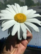 Eko Paket 60 Adet Tohum Nadir Dev Papatya Tohumu Çiçek Tohumu thumbnail 1