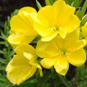 Eko Paket 150 Adet Tohum Ezan Çiçeği Tohumu Çiçek Tohumu Gece Mumu - 2