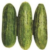 Eko Paket 100 Adet Tohum İthal Badem Yeşil Çin Acur Tohumu Çin Acuru thumbnail 1