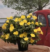 Eko Paket 150 Adet Tohum Ezan Çiçeği Tohumu Çiçek Tohumu Gece Mumu - 3