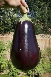 Eko Paket 150 Adet Tohum Nadir İthal Dev İri Patlıcan Tohumu - 2