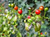 Eko Paket 200 Adet Tohum Acı Cherry Kiraz Biberi Tohumu Biber Tohumu - 2