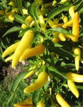 Eko Paket 150 Adet Tohum Acı Sarı Süs Biber Tohumu Süs Biberi Tohumu - 2