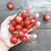 Eko Paket 200 Adet Tohum Acı Cherry Kiraz Biberi Tohumu Biber Tohumu - 3