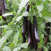 Eko Paket 50 Adet Tohum Nadir İthal Dev Kemer Patlıcan Tohumu - 5