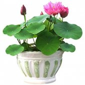 Eko Paket 5 Adet Tohum Nadir İthal Kutsal Lotus Tohumu Nilüfer Çiçeği - 1