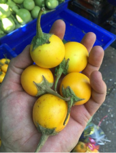 Eko Paket 50 Adet Tohum İthal Thailand Sarı Dolmalık Patlıcan Tohumu thumbnail 3