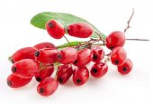 Eko Paket 100 Adet Tohum İthal Goji Gojiberry Tohumu Goji Berry Tohumu - 1