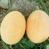 Eko Paket 200 Adet Tohum Ananas Kavun Tohumu Ananas Kavunu Tohumu - 2