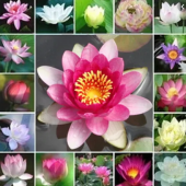 Eko Paket 5 Adet Tohum Nadir İthal Kutsal Lotus Tohumu Nilüfer Çiçeği - 3