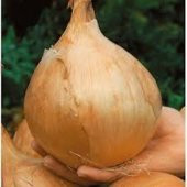 Nadir İthal Dev İngiltere Soğan Tohumu 25 Adet Tohum - 2